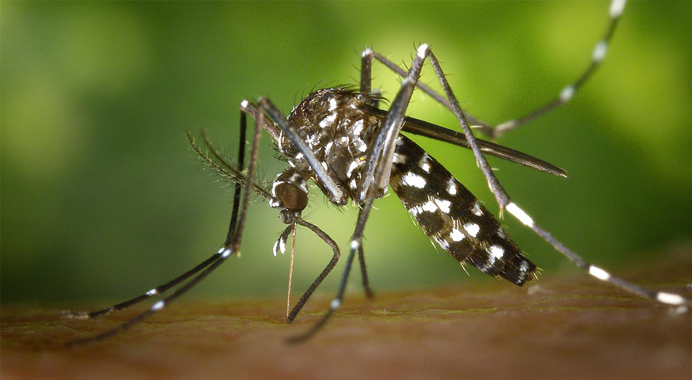komarac krvopija pixabay.jpg